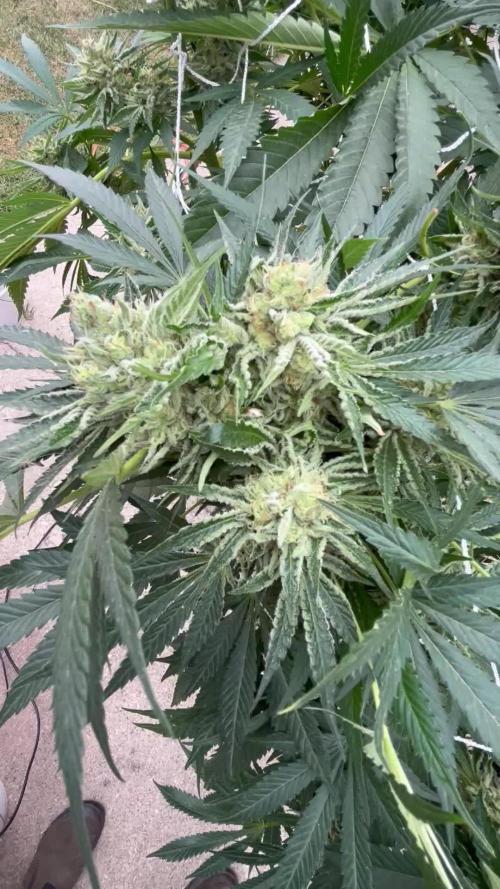 25 Lemon Cream Kush