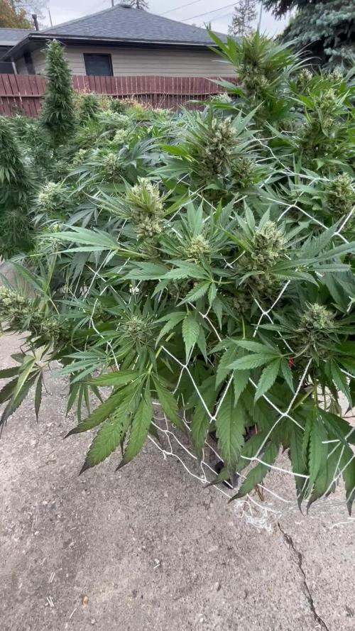 25 Tropicana Cookies Fast