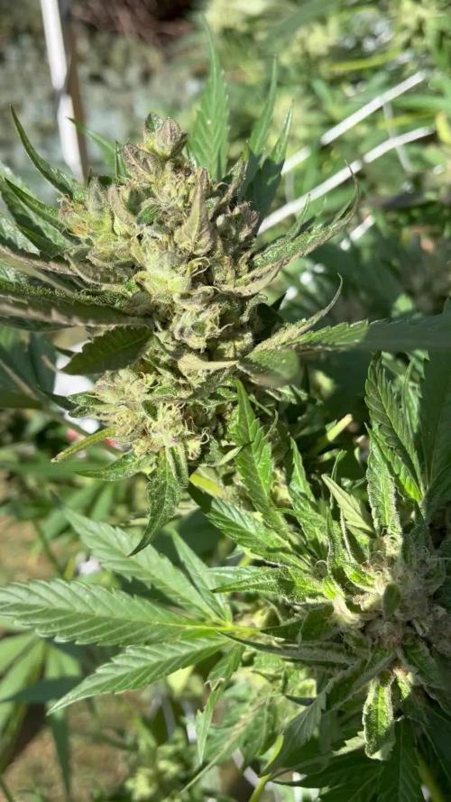 25 Tropicana Cookies Fast