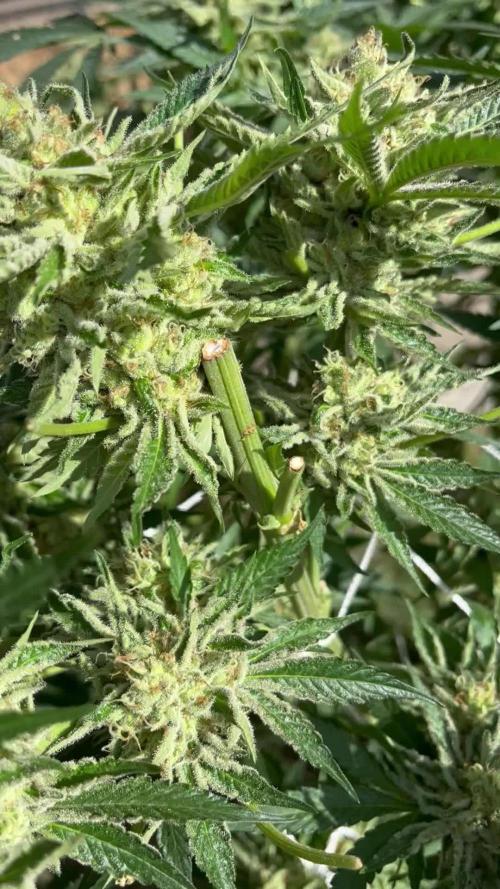 25 Lemon Cream Kush