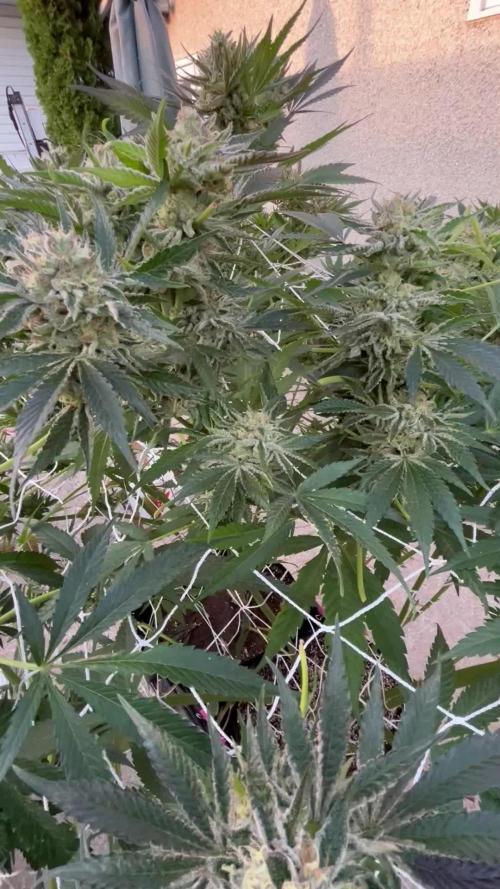 25 Lemon Cream Kush