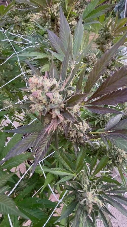 25 Tropicana Cookies Fast