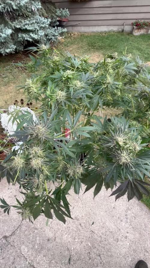 25 Lemon Cream Kush