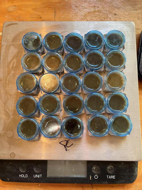 25 Mimosa Shot. Week 24 - Mimosa Shot Extract