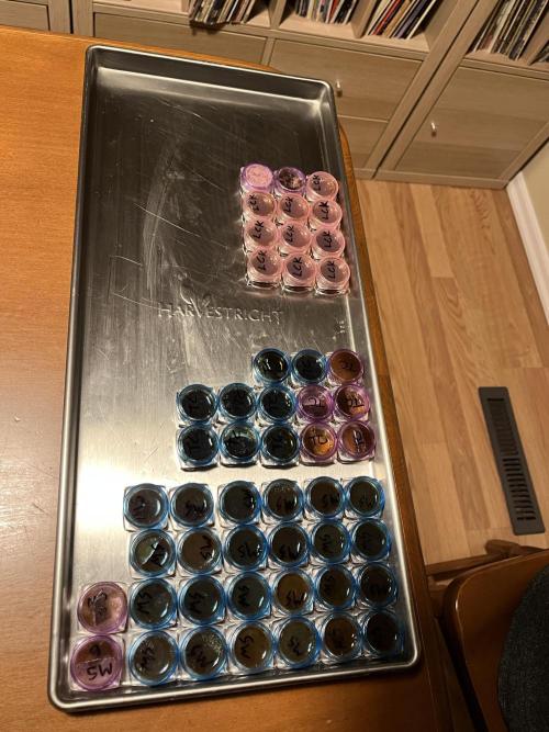 25 Mimosa Shot. Week 24 - MS and other extracts