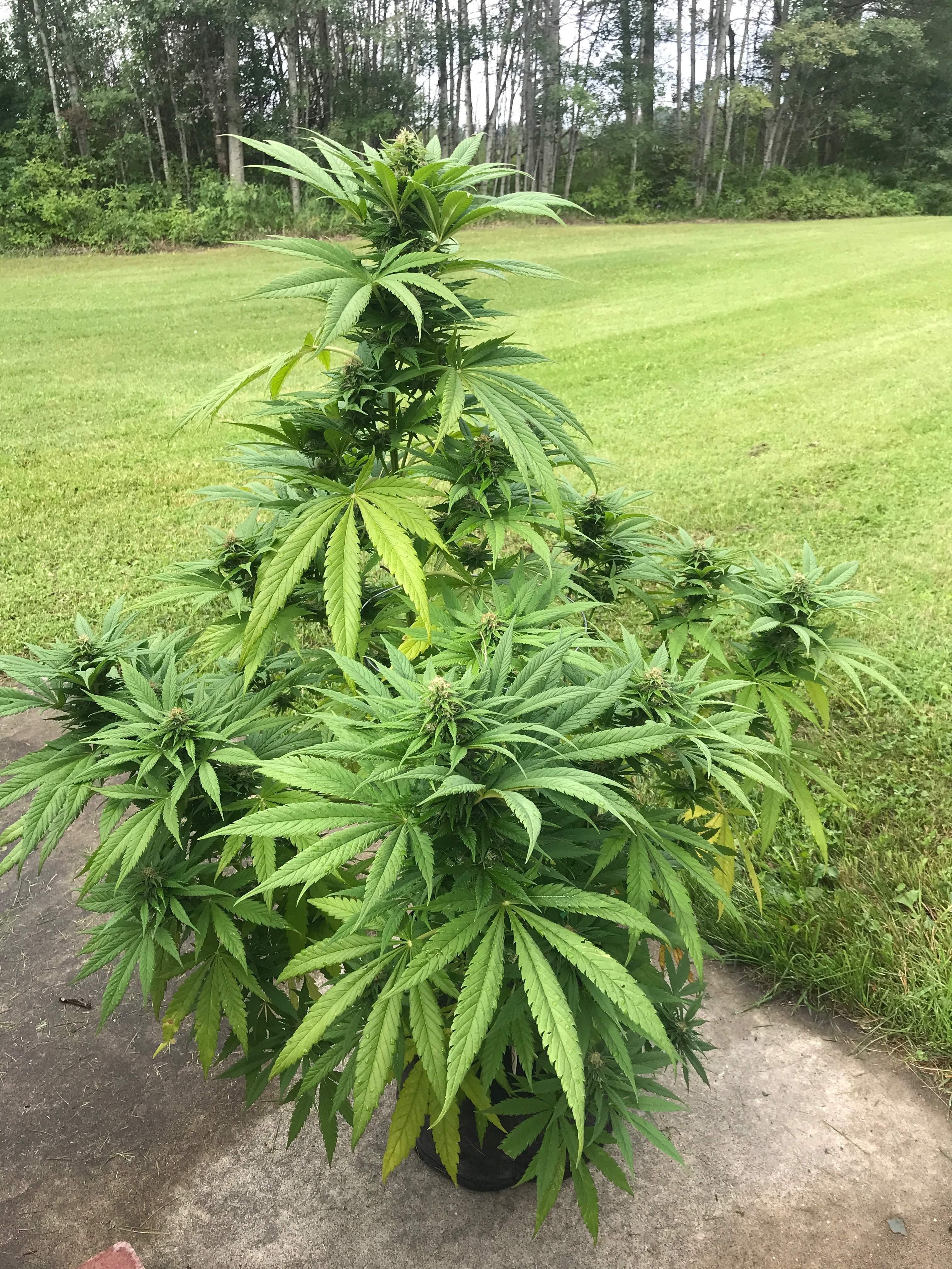 Barney's Farm Pineapple Chunk grow diary (journal) week15 by Northern