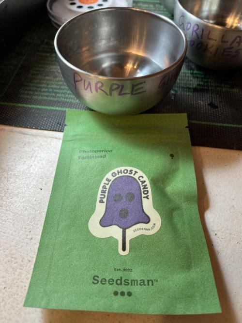 26 Purple Ghost Candy. Week 0 - Apr 23