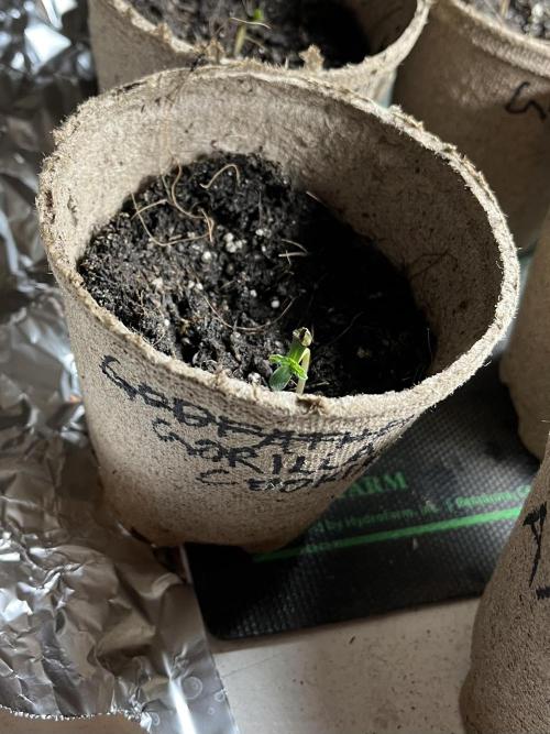 Gorilla Cookies Fast. Week 1 - May 2 Day 1
