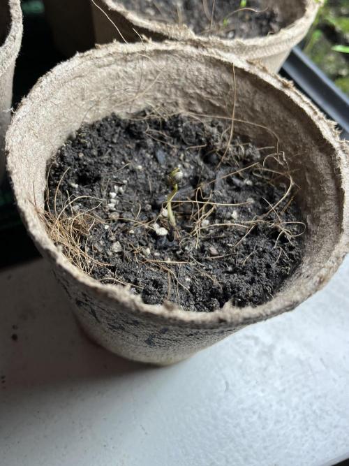 Amnesia Haze Go Fast. Week 1