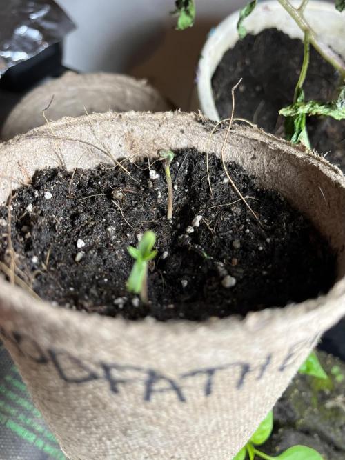The Godfather. Week 1 - May 2 Day 1