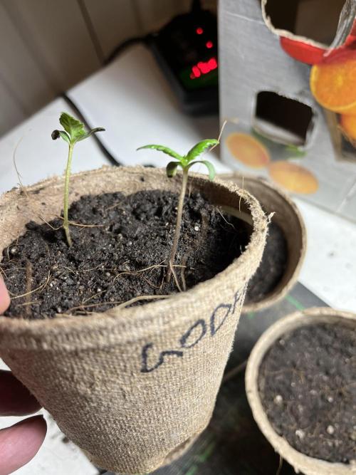 The Godfather. Week 2 - May 10 Day 9