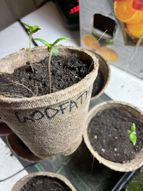 The Godfather. Week 2 - May 10 Day 9