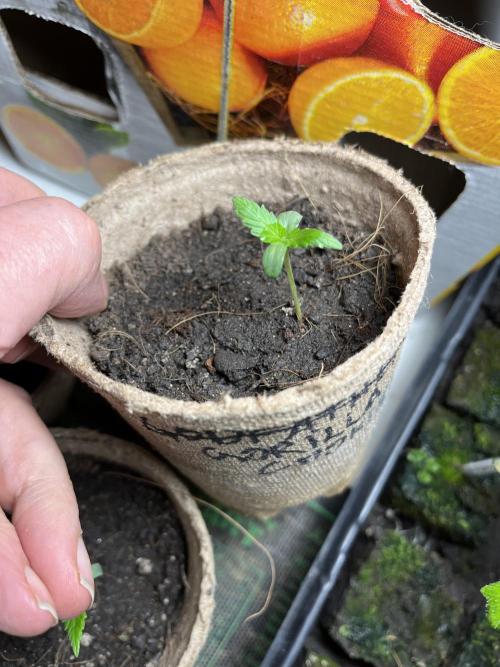 Gorilla Cookies Fast. Week 2 - May 10 Day 9