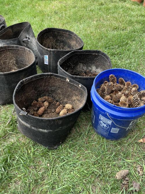 Gorilla Cookies Fast. Week 2 - May 10 Day 9 spruce cones for aeration