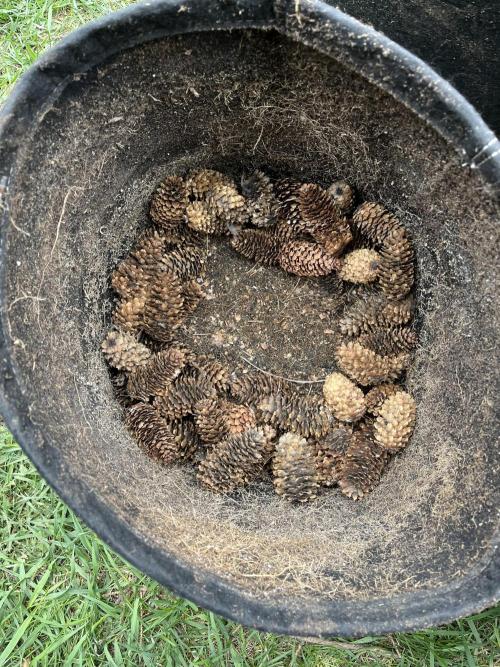 Gorilla Cookies Fast. Week 2 - May 10 Day 9 spruce cones