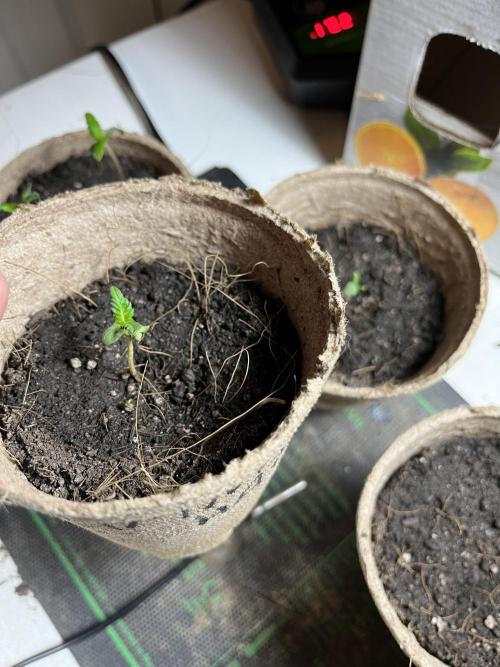 Amnesia Haze Fast ?. Week 2 - May 10 Day 9