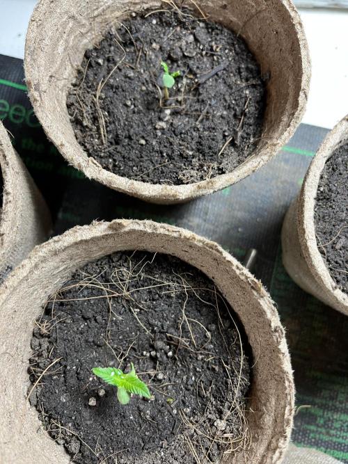 Amnesia Haze Fast ?. Week 2 - May 10 Day 9