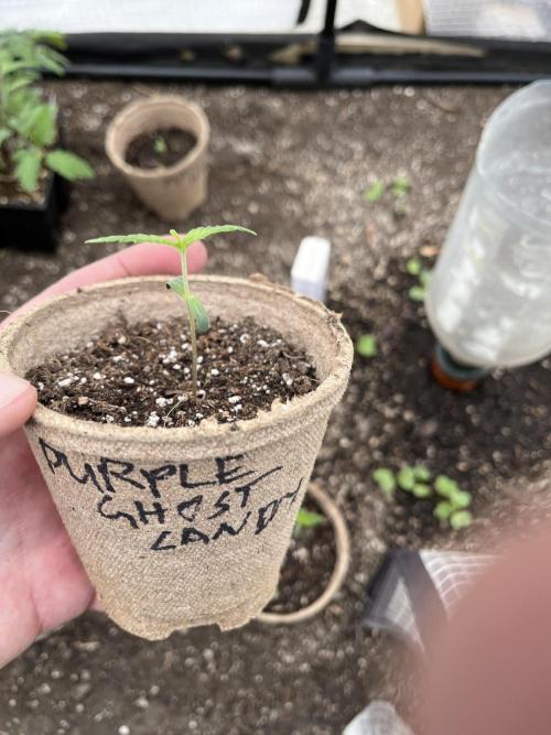 Purple Ghost Candy. Week 2