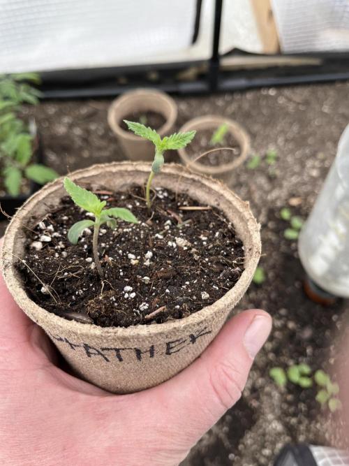 The Godfather. Week 2 - May 13 Day 12