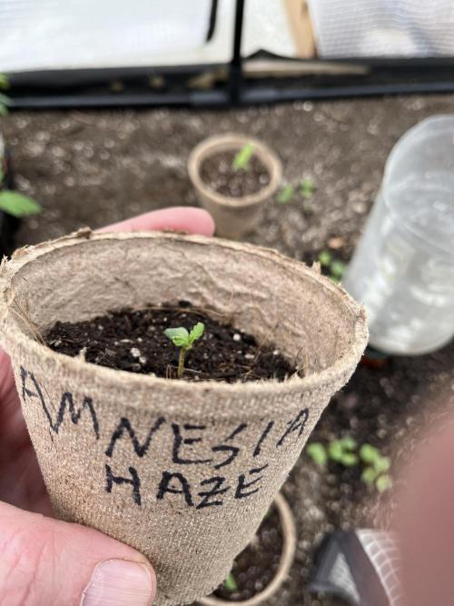 Amnesia Haze Go Fast. Week 2