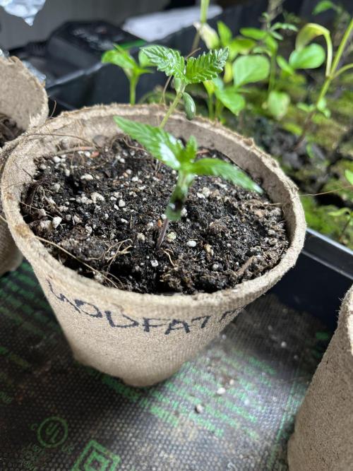 The Godfather. Week 2 - May 15 Day 14