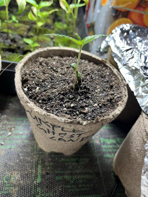 Purple Ghost Candy. Week 2