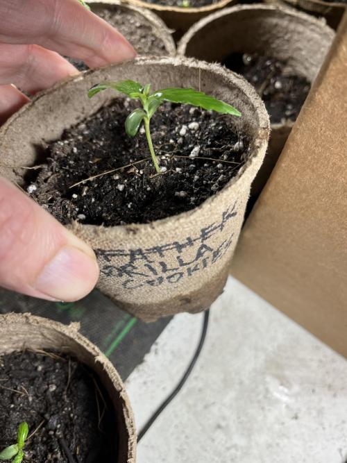 Gorilla Cookies FF. Week 3