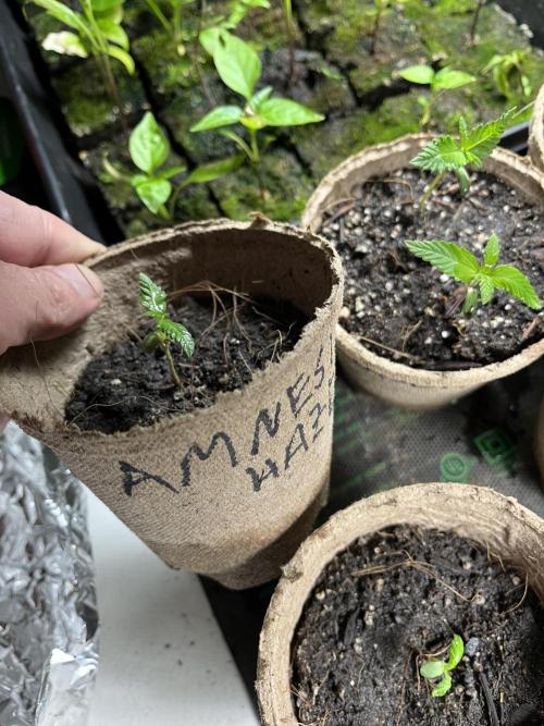 Amnesia Haze Fast ?. Week 3 - May 16 Day 15