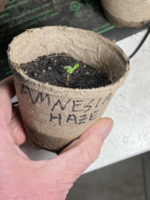 Amnesia Haze Go Fast. Week 3