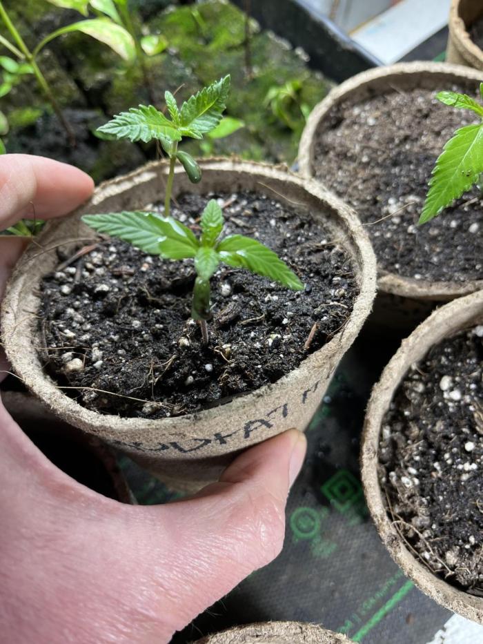 The Godfather. Week 3 - May 16 Day 15