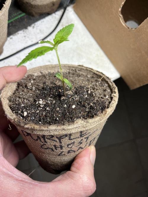 Purple Ghost Candy. Week 3