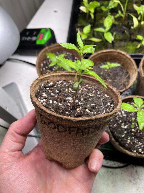 The Godfather. Week 3 - May 20 Day 19