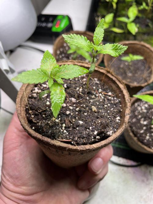 The Godfather. Week 3 - May 20 Day 19
