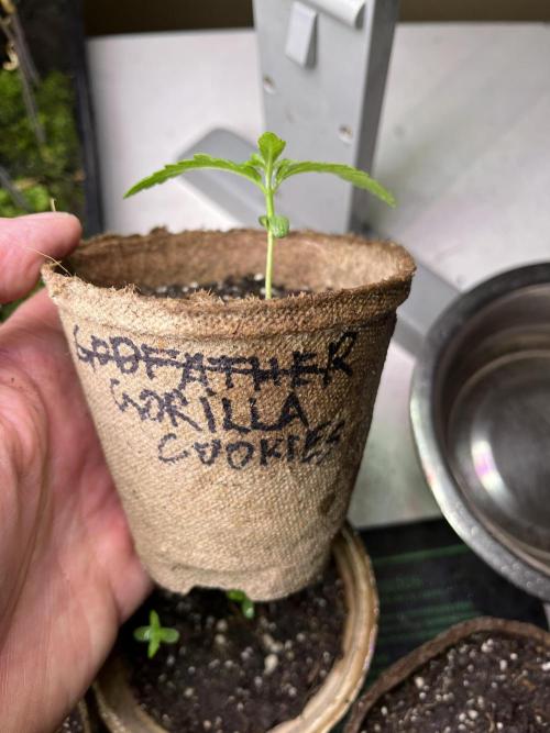 Gorilla Cookies Fast. Week 3 - May 20 Day 19