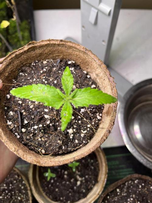 Gorilla Cookies Fast. Week 3 - May 20 Day 19