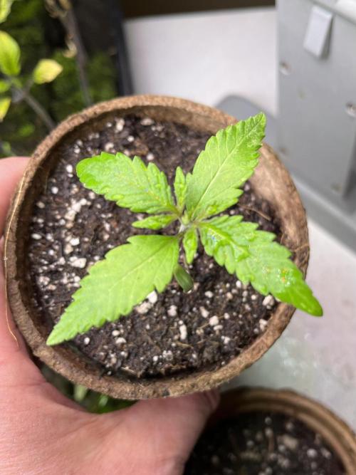 26 Purple Ghost Candy. Week 3 - May 20 Day 19
