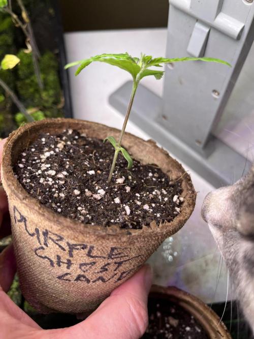 26 Purple Ghost Candy. Week 3 - May 20 Day 19