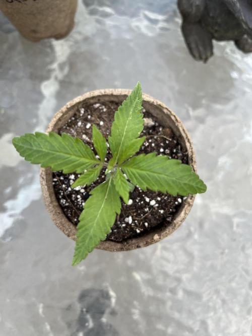 26 Purple Ghost Candy. Week 3 - May 21 Day 20