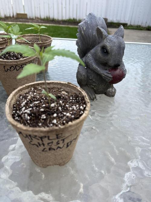 26 Purple Ghost Candy. Week 3 - May 21 Day 20