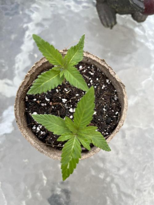 The Godfather. Week 3 - May 21 Day 20