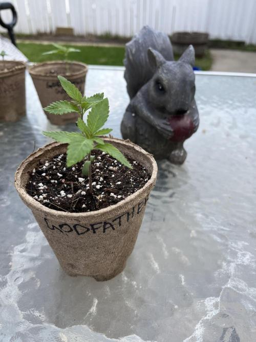 The Godfather. Week 3 - May 21 Day 20