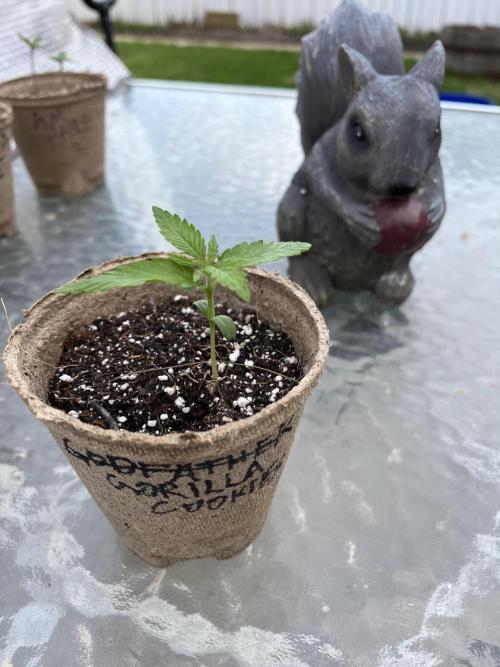 Gorilla Cookies Fast. Week 3 - May 21 Day 20