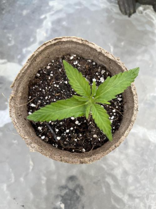 Gorilla Cookies Fast. Week 3 - May 21 Day 20