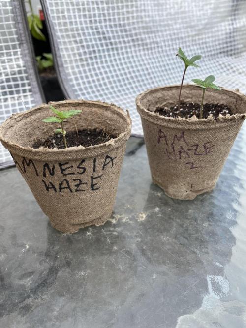 Amnesia Haze Fast ?. Week 3 - May 21 Day 20