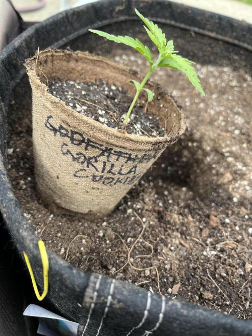 26 Gorilla Cookies Fast. Week 4 - May 23 Day 22
