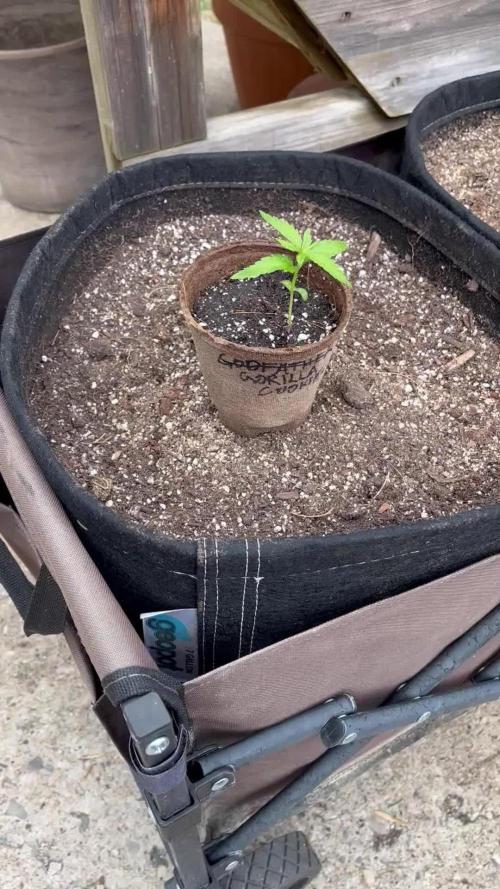 26 Gorilla Cookies Fast