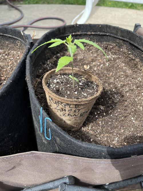 26 Purple Ghost Candy. Week 4 - May 23 Day 22