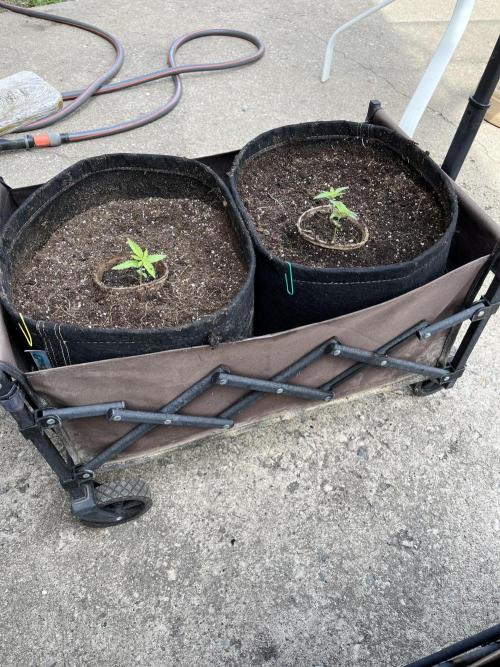The Godfather. Week 4 - May 23 Day 22