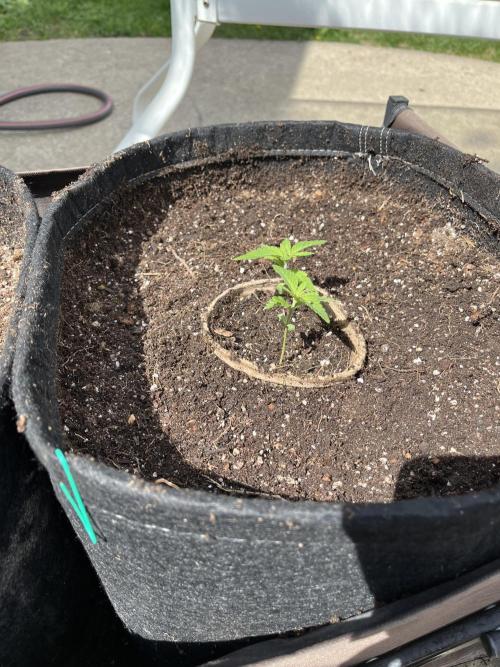 The Godfather. Week 4 - May 23 Day 22