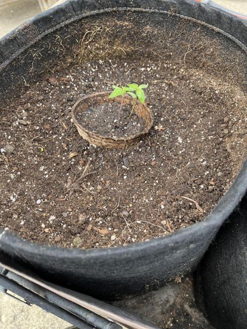Amnesia Haze Fast ?. Week 4 - May 23 Day 22